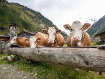 Tirol: Die Milch macht’s