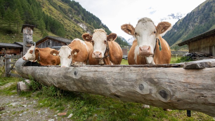 Tirol: Milchkühe am Großglockner.