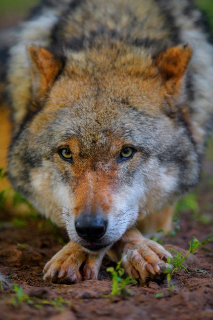 Europaeischer Wolf Europaeischer Grauwolf Gewoehnlicher Wolf Gemeiner Wolf Canis lupus lupus P