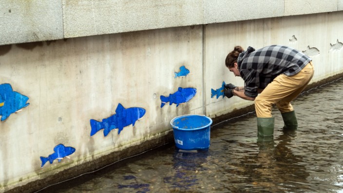 Kirchbergers Woche: In der Moosach schwimmen jetzt auch blaue Fische.