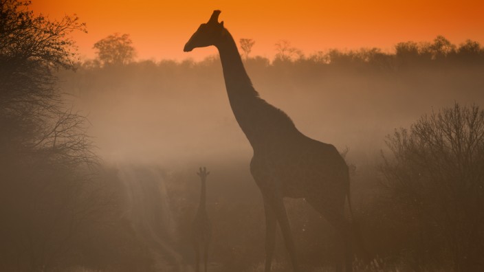 Weltnaturkonferenz: Im Zoo sind Giraffen ein Magnet für Kinder. In freier Wildbahn sind sie vom Aussterben bedroht.