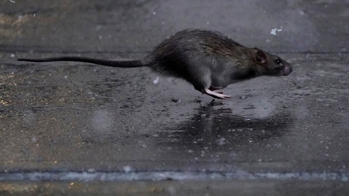 Tiere: New York ist auf der Suche nach einem obersten Rattenfänger. "Ratten werden dieses Jobangebot hassen", heißt es auf der Webseite der Stadtverwaltung.