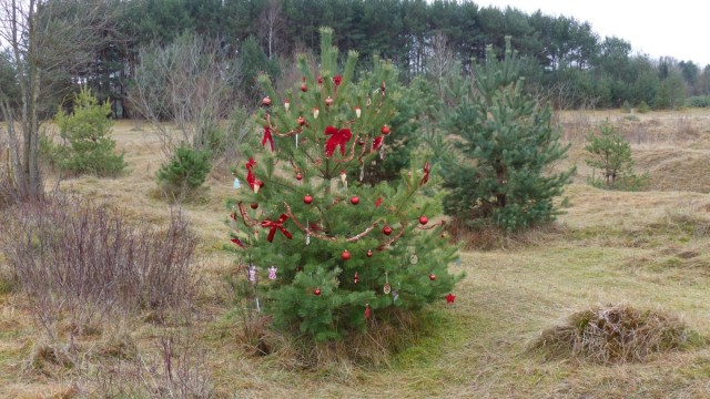 Weihnachten: Der Heideflächenverein gibt Kiefern ab, die in der Fröttmaninger Heide aus naturschützerischen Gründen gefällt werden müssen.