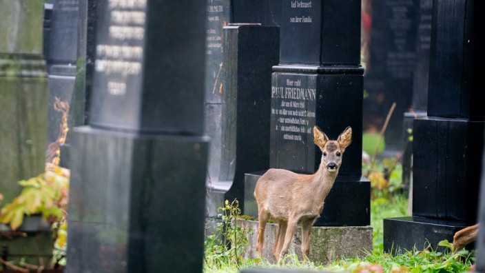 Unesco-Weltkulturerbe: Auf dem Wiener Zentralfriedhof ist das Reh sicher, die letzte Jagd fand hier 1987 statt.