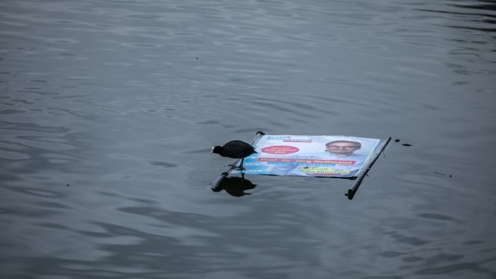 Studie: Das Wahlplakat des Münchner FDP-Bürgermeisterkanditaten dient im Nymphenburger Kanal einem Blesshuhn als schwimmbarer Untersatz.