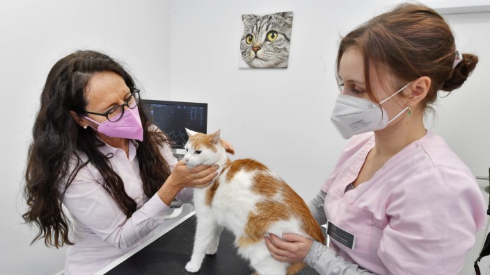 Veterinärmedizin: Marion Link (li.) und ihre Assistentin bei der Behandlung einer Katze. Sie arbeiten eigentlich immer zu zweit, manchmal sogar zu dritt - auch das verursacht Kosten.