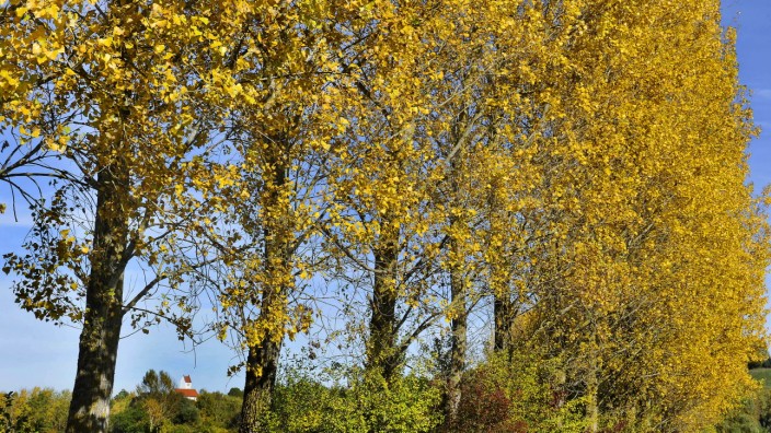 Zweitwärmster Herbst seit 1781: Die goldenen Pappeln bei Frieding: Auch aufgrund des warmen Herbstes könnte dieses Jahr im Fünfseenland wieder einen Temperaturrekord aufstellen.