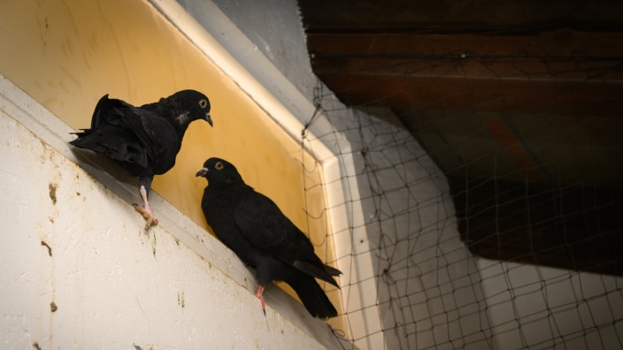 Tiere: Im Dachspeicher des Alten Rathauses haben Tauben nun ein neues Zuhause.