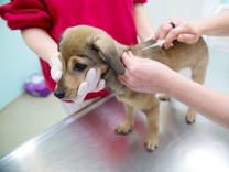 Krankenversicherung für Tiere: Hund und Katze richtig versichern