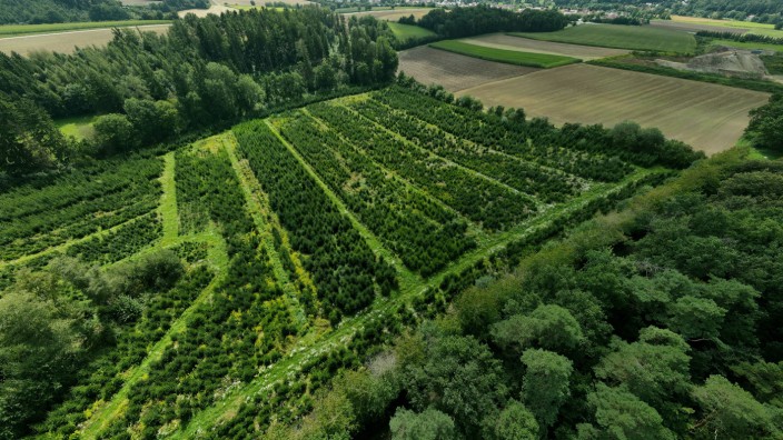 Umwelt in Bayern: Eine Christbaum-Plantage in Bayern: Der Bund Naturschutz fordert jetzt, die Anlage solcher Plantagen in Wäldern zu verbieten.
