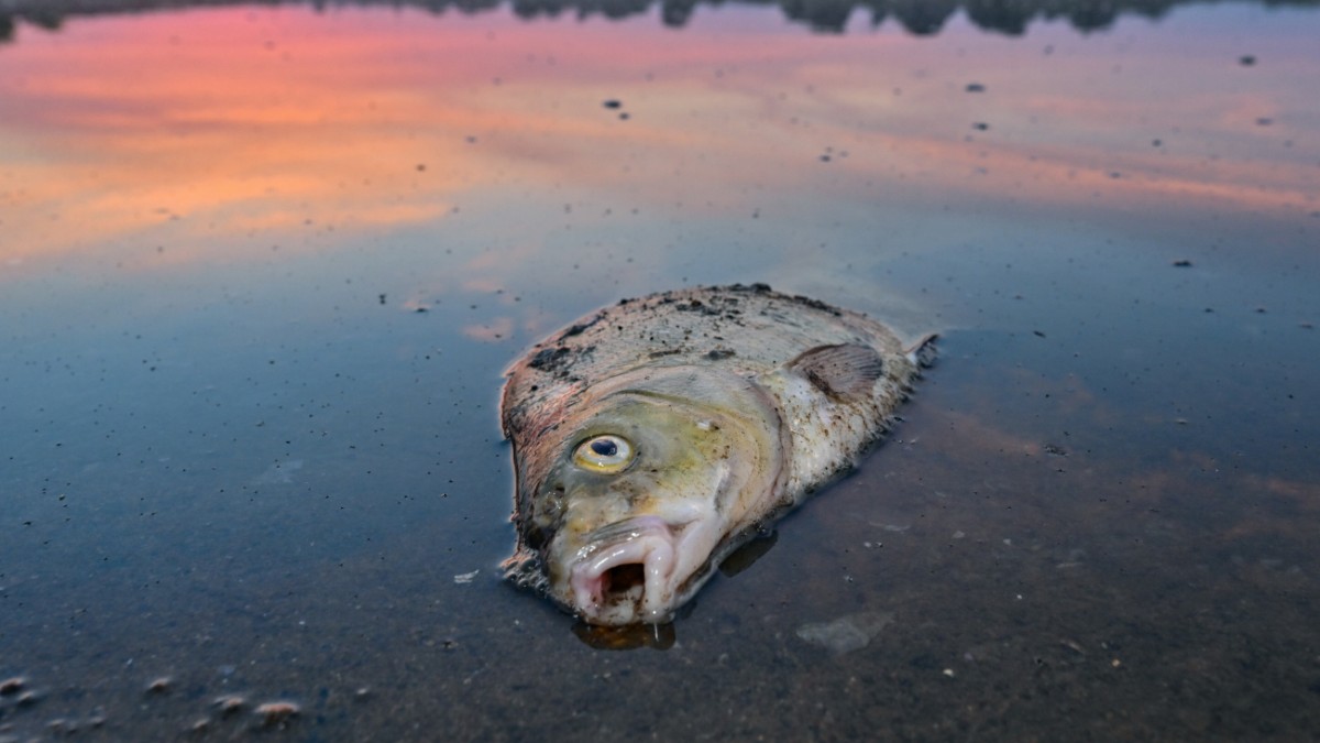 Four months after the fish die-off: no sign of the Oder recovering.  – Politics