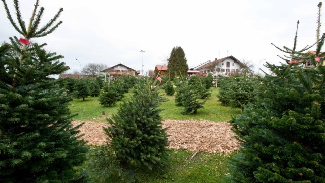 Weihnachten: Seit vielen Jahren hat der Huberhof in Wiesham auch Christbäume im Angebot.