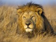 Lion Panthera leo resting in grassland Busanga Plains Kafue National Park Zambia PUBLICATIONxI