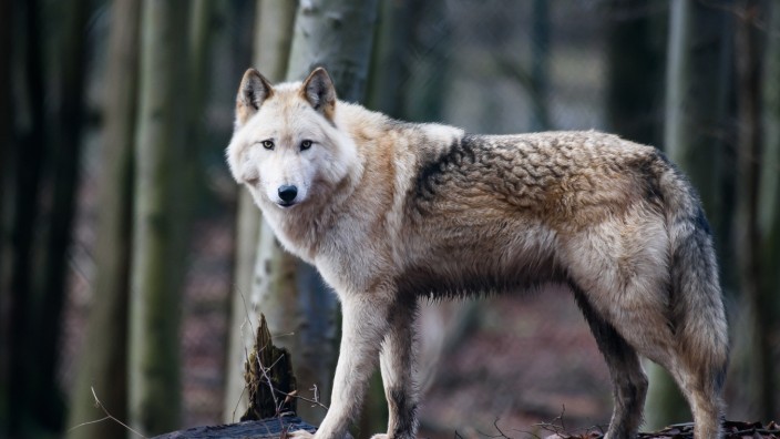 Umwelt: Wolfshybride sind Wolfs-Hund-Mischlinge, die in der freien Natur nur sehr selten vorkommen. Dieser hier lebt in einem Gehege.