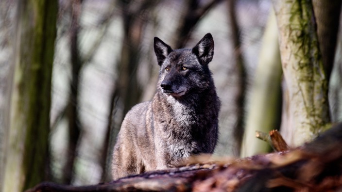 Artenschutz: Ein Wolfshybrid ist eine Mischung aus Hund und Wolf.