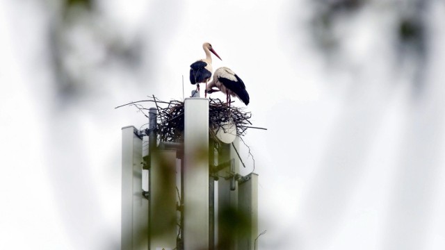 Vogelschutz: Das Storchenpaar hat sich auf einem Erdinger Mobilfunkmasten am Katharina-Fischer-Platz wohnlich eingerichtet. Doch die beiden müssen nun umziehen.