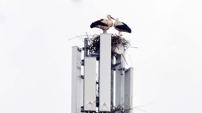 Vogelschutz: Auf dem Funkmasten am Katharina-Fischer-Platz haben sich die beiden Störche im April vergangenen Jahres wieder wohnlich eingerichtet.
