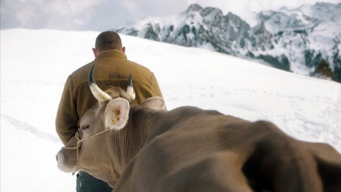 "Drei Winter" im Kino: Der Weg allen Fleisches: Marco (Simon Wisler) und eine Kuh, auf dem Weg zum Schlachter.