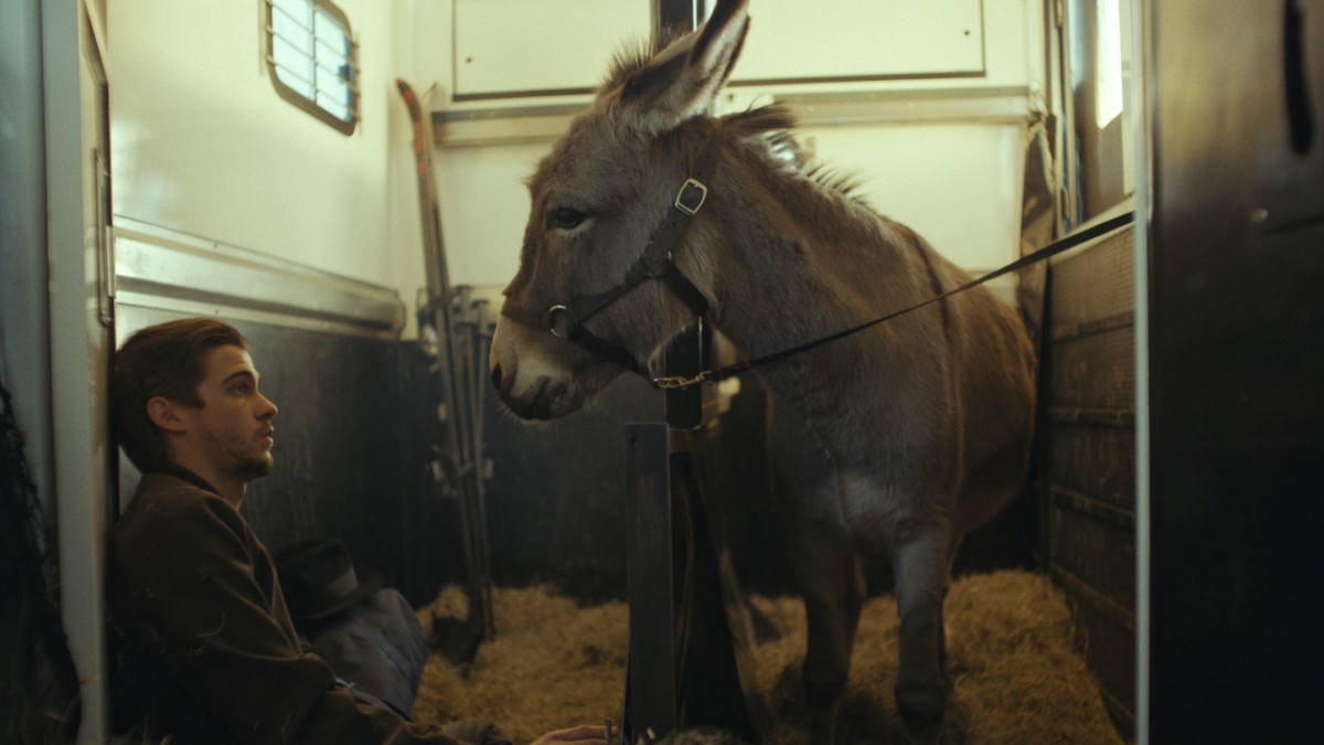 Jerzy Skolimowski’s film “EO” in the cinema: Big donkey – culture
