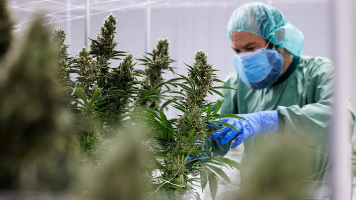 Drogenpolitik: Nahe Dresden zieht das Start-up Demecan Cannabis für medizinische Zwecke.