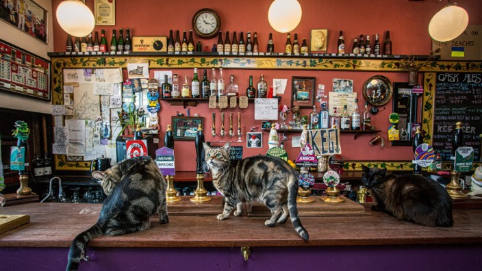 Reisebuch: "Great Pubs": Mehr als ein Dutzend Katzen leben im Pub "The Bag of Nails" in Bristol. "Der Laden gehört eigentlich ihnen", sagt der Wirt Luke Daniels.