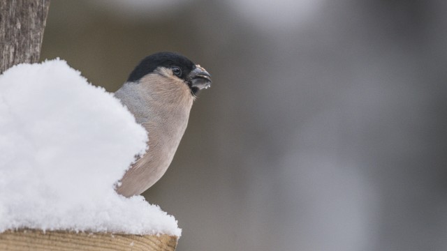 Natur: Ein Gimpel trotzt Schnee und Kälte.