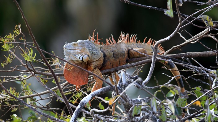 Aktuelles Lexikon: Der Grüne Leguan (Iguana iguana) - der auch braun, rot und manchmal schwarz sein kann - ist eine in Florida eingeschleppte Art, die in Teilen die heimische Flora bedroht.