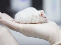 Tierversuche: Wer gegen Tierversuche ist, sollte auch Vegetarier sein