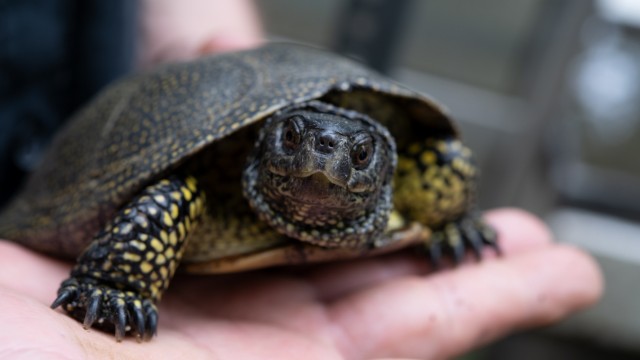 Reptilienauffangstation: Die Auffangstation beherbergt viele Schildkröten.