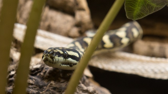 Reptilienauffangstation: Auch Schlangen wie diese Teppichpython finden in der Auffangstation eine - vorübergehende - Bleibe.