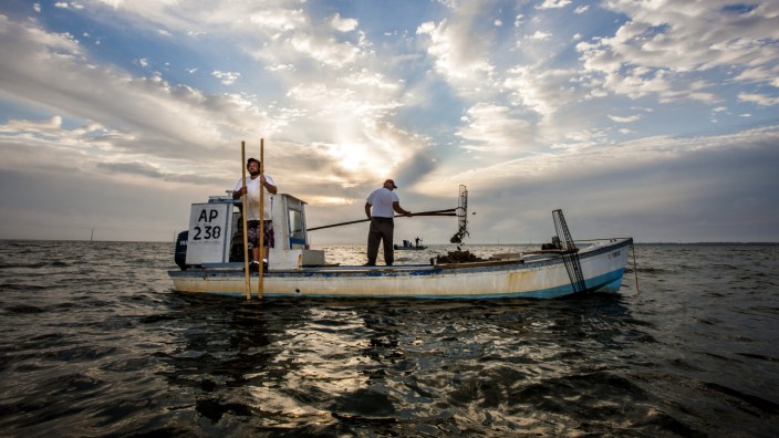 Versuch vor Florida: Bis vor einigen Jahren wurden in der Apalachicola-Bucht im Nordwesten Floridas raue Mengen Austern geerntet. Seit 2020 ist das Austernfischen jedoch aus Umweltschutzgründen untersagt.