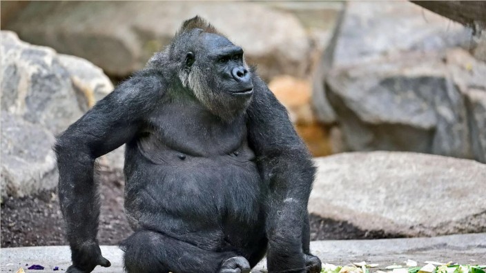 Gorilla-Weibchen Neema im Tierpark Hellabrunn