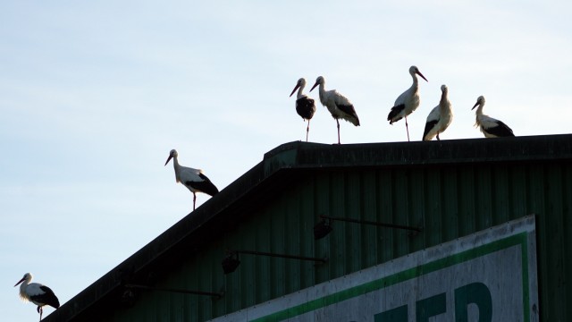 Vogelschutz: Gleich ums Eck von Schwaig hält am Neujahrstag diese Storchenkolonie auf dem Dach eines Eittinger Entsorgungsunternehmens Ausschau.