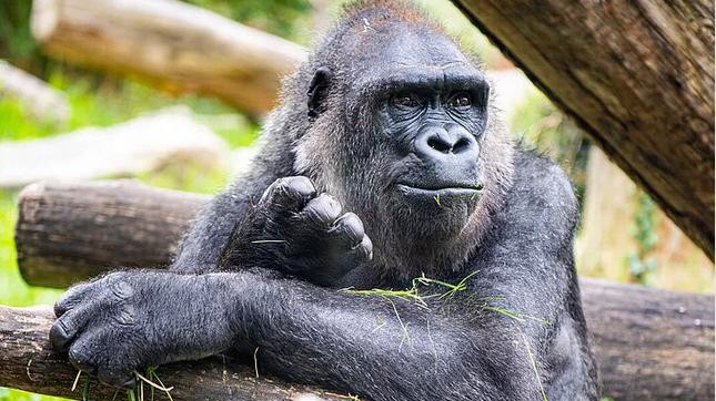 Tierpark Hellabrunn: Gorilla Neema zeigte nach der Geburt keinerlei Interesse an ihrem Nachwuchs.