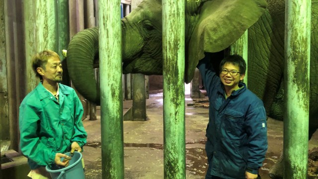 Biología: Hideki Takehana (derecha) con su colega Kosaku Maruyama y la vaca elefante Mao.