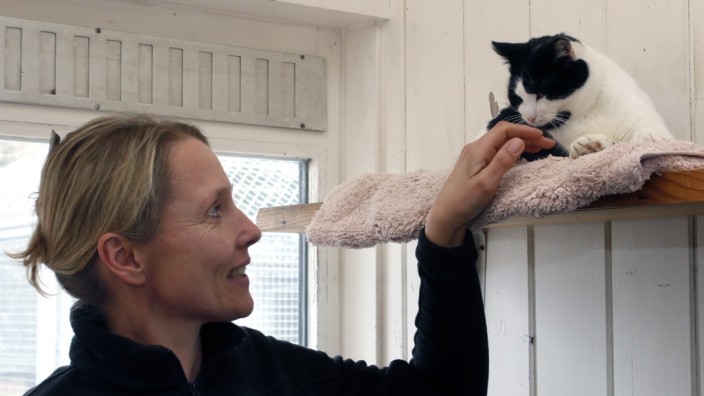 Finanzierung des Tierschutzes: Tierheimleiterin Tanja Wieber mit einer der rund 200 Katzen, um die sich das Starnberger Tierheim jedes Jahr kümmert.