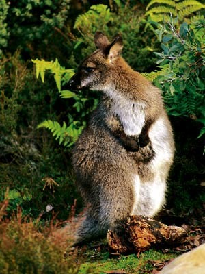 Schön skurril - Traumland Tasmanien