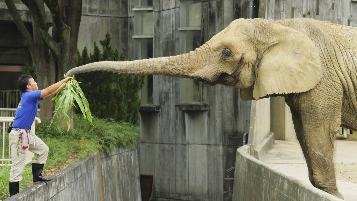 Los elefantes africanos se están acabando en Japón – Wikiwand