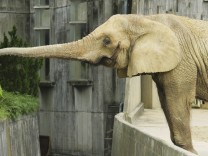 Biologie: Japan fehlen die Baby-Elefanten