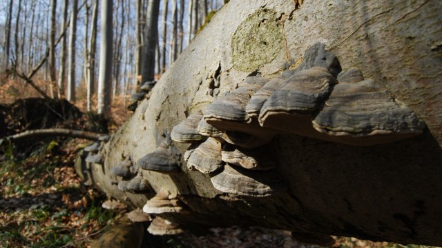 Kottgeisering: Pilze sind die ersten, die Totholz besiedeln.