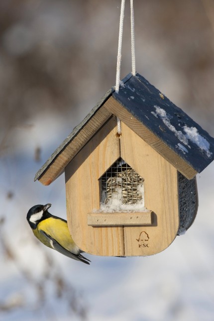 "Stunde der Wintervögel": Die Kohlmeise führt im Landkreis Fürstenfeldbruck wieder einmal das Ranking der am häufigsten vorkommenden Vogelarten an.
