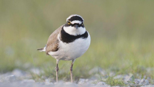 Artenschutz: Vögel wie der Flussregenpfeifer brüten normalerweise auf Kiesbänken an Flüssen. Sie sollen in dem Gebiet eine Heimat finden.