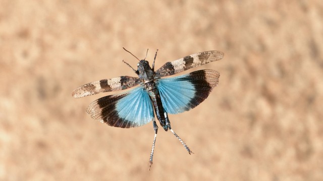 Artenschutz: Auch Insekten wie die Blauflügelige Ödlandschrecke sind auf Kiesflächen angewiesen.