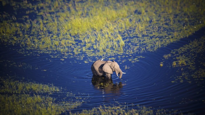 Einmal im Leben: Elefanten trifft man häufig an im Delta. Und sie bewegen sich behende durchs Wasser.