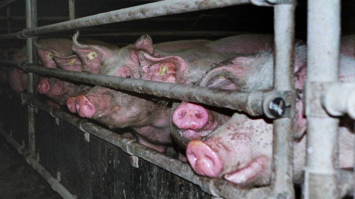 Landwirtschaft: Künftig soll unerfreuliche Tierhaltung beim Fleischkauf sofort erkennbar sein: Hausschweine in einem Mastbetrieb.