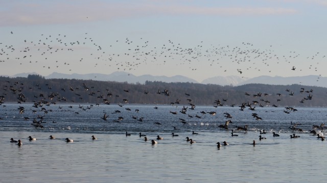 Natur- und Umweltschutz: Wenn die Vögel wie hier an der Roseninsel im Starnberger See aufgescheucht werden, verbrauchen sie unnötig wichtige Kraftreserven.