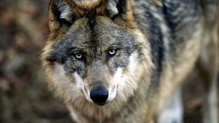 Naturschutz: Der Wolf ist in Bayern eine recht seltene, aber umso umstrittenere Tierart.