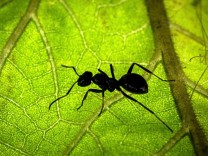 Ökologie: Ameisen reagieren nicht auf die Hitze