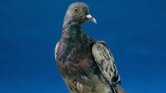 How a carrier pigeon saved almost 200 soldiers in World War I – Society