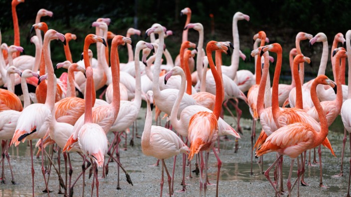 Geflügelpest in München: Freiluftgehege für Großvögel wie die Flamingos werden zum Schutz vor der Geflügelpest vorsorglich mit Planen abgedeckt.